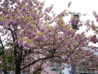 japan-apr10-10