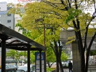 japan-apr10-35